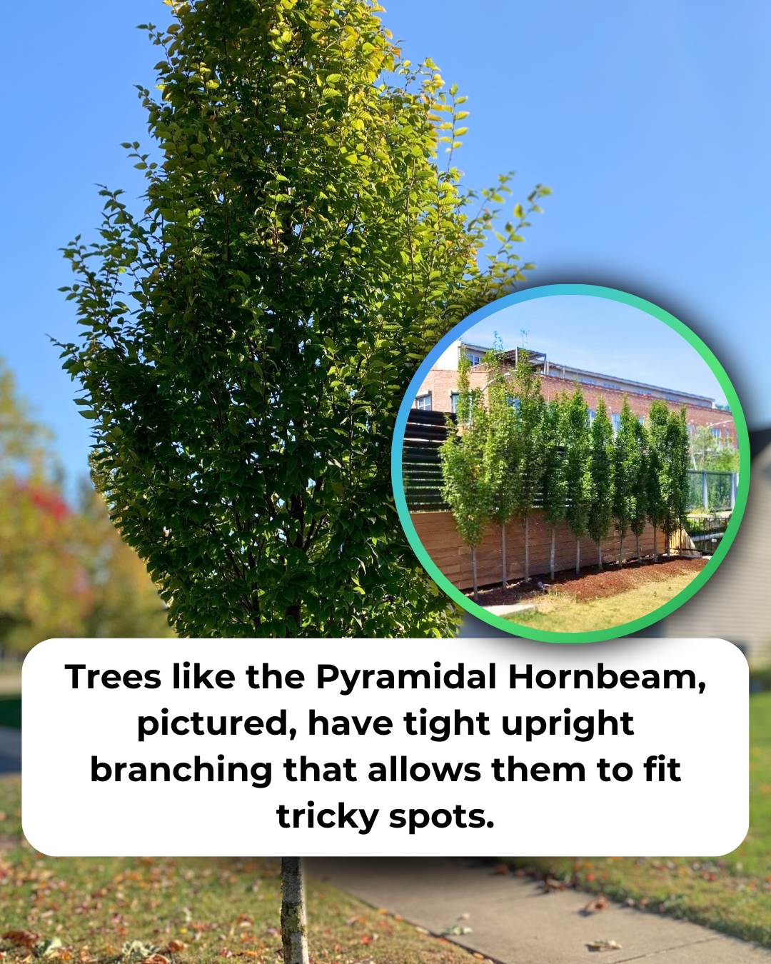 Pyramidal European Hornbeam growing on the parkway with an inset of them planted in a row along an urban fenceline.